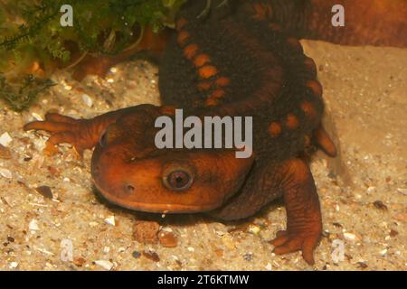 Primo piano naturale sul Newt coccodrillo dell'Himalaya asiatico, Tylototriton verrucosus, sott'acqua Foto Stock