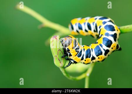 Lattuga falena invernale su foglia verde in natura Foto Stock