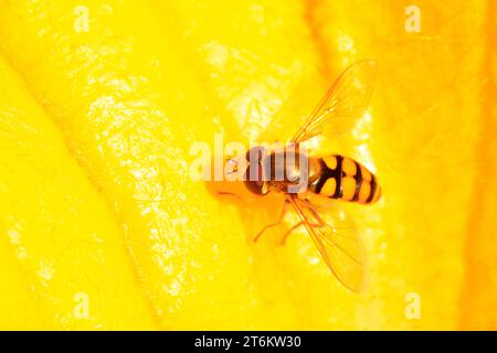una specie di insetti chiamati scirofidi su fiori gialli allo stato brado Foto Stock