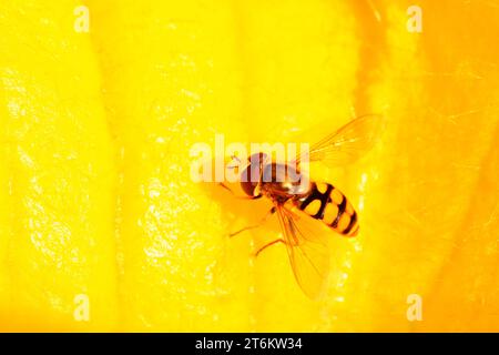 una specie di insetti chiamati scirofidi su fiori gialli allo stato brado Foto Stock