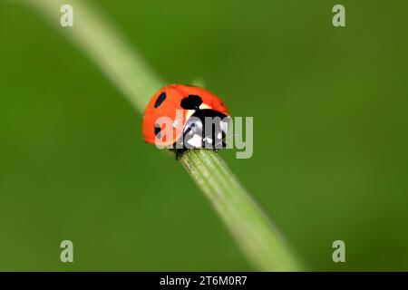 coccinella septempunctata su steli vegetali Foto Stock