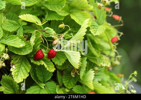 Cespugli di fragole selvatiche con bacche che che crescono all'aperto Foto Stock