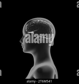 anatomia cerebrale umana femminile, testa di donna Foto Stock