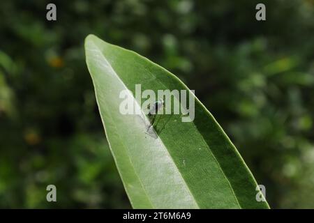 Vista ad alto angolo di una mosca a gambe lunghe di colore blu metallizzato sulla superficie di una foglia selvaggia Foto Stock