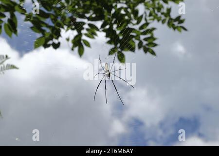 Sotto la vista frontale di un tessitore gigante d'oro (Nephila Pilipes) è seduto sulla sua rete di ragno, sotto il cielo blu nuvoloso Foto Stock