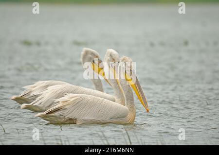 Pelican dalmata (Pelecanus crispus) nuotando nel lago Manyas. Foto Stock