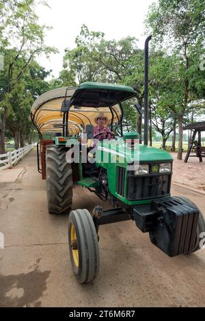 Chok Chai Farm, Khao Yai, Thailandia - 2 giugno 2019: Cowgirl che guida un vecchio trattore ferguson nella Chokchai Farm di Pak Chong per portare i visitatori in giro per la città Foto Stock