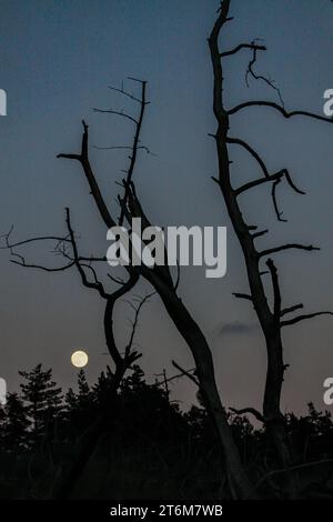 Foresta bruciata e luna piena, Causse Méjean, Cévennes, Francia Foto Stock