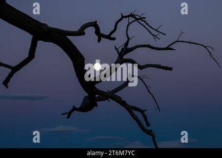 Ramo morto, nubi e luna piena, foresta bruciata, Cévennes, Francia Foto Stock