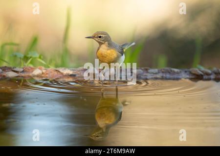 Giovane coda di cavallo grigia in un punto d'acqua alla prima luce di una giornata autunnale in una foresta di querce Foto Stock