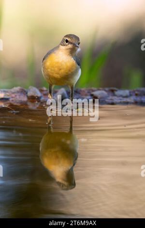 Giovane coda di cavallo grigia in un punto d'acqua alla prima luce di una giornata autunnale in una foresta di querce Foto Stock