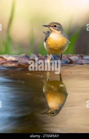 Giovane coda di cavallo grigia in un punto d'acqua alla prima luce di una giornata autunnale in una foresta di querce Foto Stock