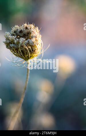 Una carota selvatica essiccata, conosciuta anche come carota selvatica europea, nido di uccelli, pizzo vescovo e pizzo della regina Anna. Sfondo sfocato. Daucus carota Foto Stock