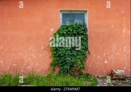 Finestra coltivata troppo. Vecchia facciata con piante verdi. Foto Stock