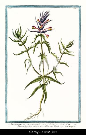 Campo di grano bovino (Melampyrum arvense), incisione botanica colorata a mano, verticale, Roma 1772-93, punta con bratti viola e fiori rosa-gialli. Foto Stock
