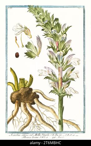 Vecchia illustrazione di Acanthus mollis (orso). Di G. Bonelli su Hortus Romanus, publ. N. Martelli, Roma, 1772 – 93 Foto Stock