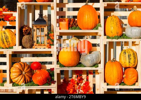 le zucche di varie varietà si trovano su un rack. festival delle zucche. Zucca di Halloween. raccolta di zucche. Foto di alta qualità Foto Stock