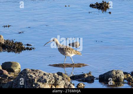 Il Curlew è il più grande uccello guado del Regno Unito con un caratteristico becco lungo per sondare la sabbia e il suolo per gli invertebrati. Si riproducono nell'entroterra Foto Stock