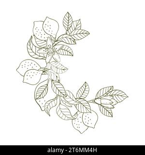 Composizione di ramoscelli di limone e limoni sotto forma di corona. Composizione agrumata in stile grafico. Illustrazione vettoriale isolata su uno sfondo bianco Illustrazione Vettoriale