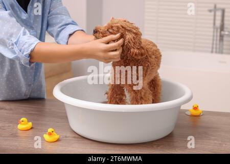 Donna che lavava il carino cane Maltipoo nel bacino al chiuso. Adorabile animale domestico Foto Stock