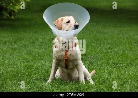 Adorabile cane Labrador Retriever con colletto elisabettiano seduto su prato verde all'aperto Foto Stock