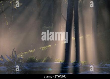 Nebbia costiera con raggi di sole al Ruby Beach, Parco Nazionale di Olympic, Washington Foto Stock