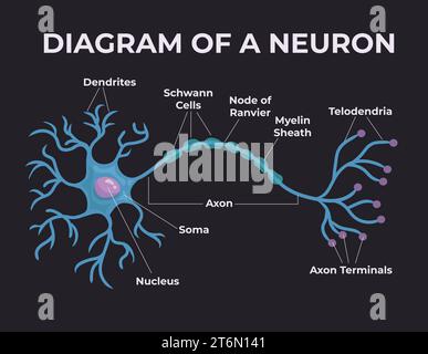 Diagramma di un neurone, illustrazione medica, illustrazione vettoriale Illustrazione Vettoriale