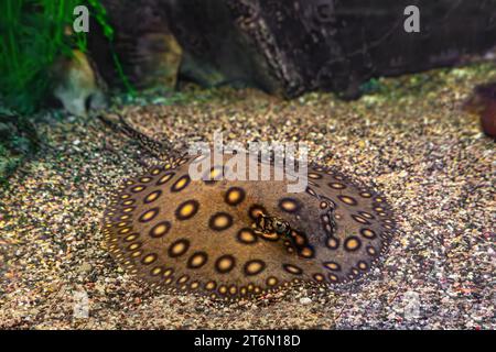 Motoro di Stingray, motoro di Potamotrygon in un acquario sul fondo sabbioso. Il fiume d'acqua dolce ha maculato il pavone grigio scuro che giace nella piscina dell'acquario, da vicino Foto Stock