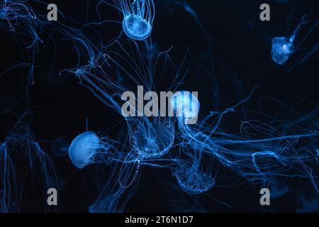 Ortica atlantica, Chrysaora quinquecirrha, ortica di costa orientale. Gruppo di meduse fluorescenti che nuotano in acquario con luce al neon blu. Theriolo Foto Stock