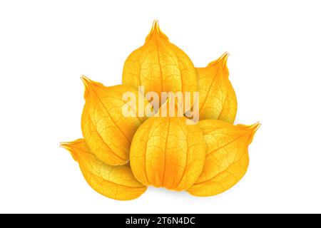 Un bouquet o un gruppo di uva spina arancione o lanterne cinesi su sfondo bianco, su sfondo bianco Foto Stock