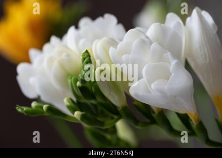 Fiori di freesia bianchi e boccioli di fiori verdi su sfondo scuro sfocato. Copia spazio. Background per le virgolette. Foto di alta qualità Foto Stock