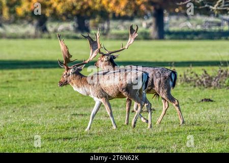 Due cervi a riposo, Dama dama, camminata parallela - parte dell'esposizione durante il sutumn rut. Holkham. Foto Stock