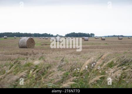 Grandi balle di fieno tagliato sul campo. Sullo sfondo, una foresta e un cielo grigio e nuvoloso. Erba non tagliata e delicati fiori di prato bianchi in primo piano Foto Stock