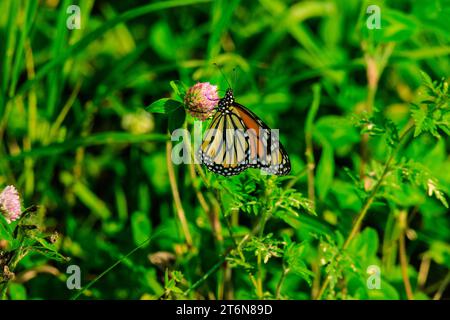 Monarch Butterfly appollaiato su un fiore nell'erba Foto Stock