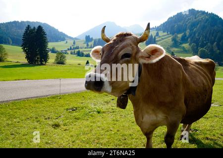 Paesaggio alpino con mucca al pascolo nelle Alpi bavaresi in una soleggiata giornata di settembre nel villaggio alpino Unterjoch (Oberjoch, Baviera, Germania) Foto Stock