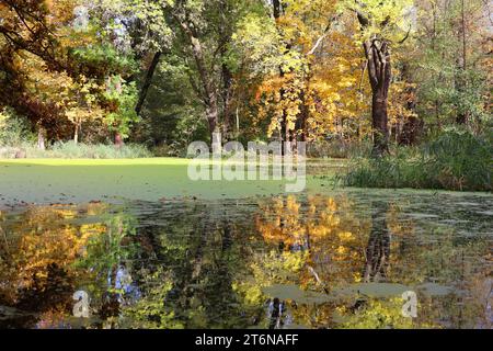 Autunno d'oro un lago in cui si riflettono gli alberi colorati, Berlino, Germania Foto Stock
