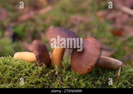 Funghi a Moss. Imleria badia, comunemente nota come Bay bolete. Foto Stock