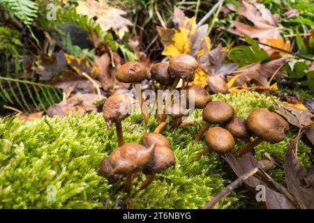 Concetti di funghi del nord-ovest del pacifico selvaggio. Foto Stock