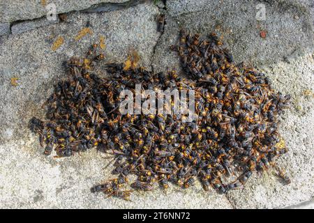 Molti calabroni asiatici uccisi in una trappola in Galizia, Spagna Foto Stock