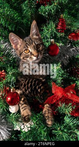 L'adorabile gattino domestico, con le sue buffonate divertenti, distrugge giocosamente la bella decorazione natalizia moderna, tra cui il festoso pino ado Foto Stock