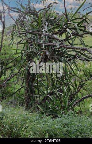 Cactus da frutto di drago che crescono sopra e attaccati al tronco e ai rami di un albero morto nel Koko Crater Botanical Garden, Honolulu, Oahu, Hawaii, USA Foto Stock