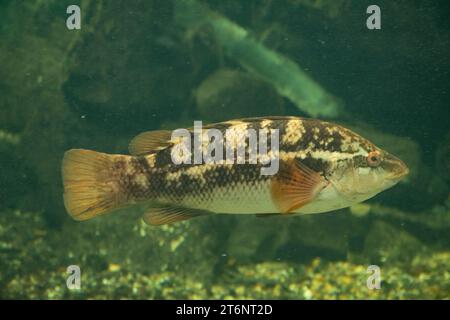 ballan wrasse in un grande acquario Foto Stock