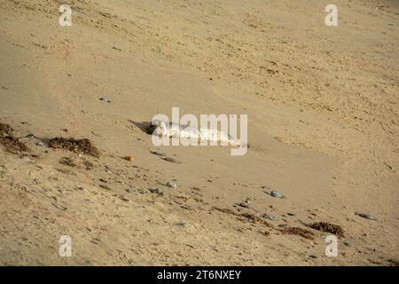 Cucciolo di foca morto nella colonia di foche Atlantic Grey a Horsey Foto Stock