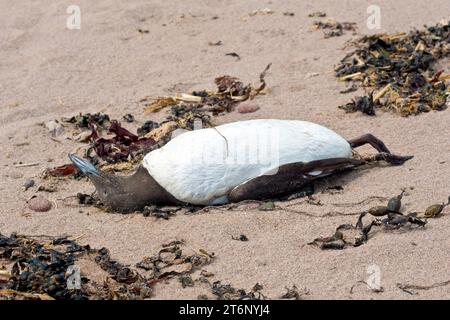 Primo piano di un uccello marino morto sulla spiaggia, un Guillemot (uria Aalge), vittima dell'influenza aviaria che ha colpito la costa orientale della Scozia nel 2023. Foto Stock