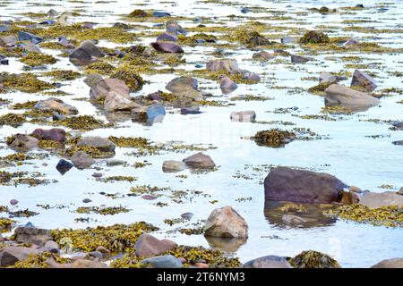 Rocce e alghe a spirale o Wrack a spirale (fucus spiralis) iniziano ad apparire sulla spiaggia mentre la marea si ribalta in una giornata tranquilla. Foto Stock