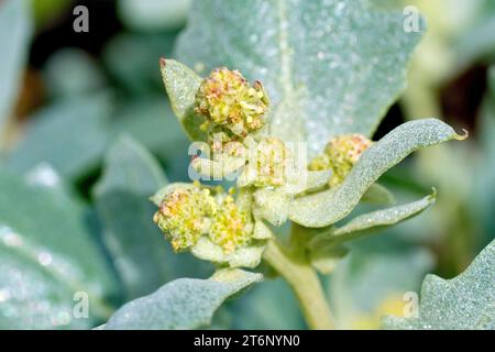 Orache ghiacciata (atriplex laciniata), da vicino che mostra i piccoli e insignificanti fiori della pianta, che si trovano a crescere intorno alle coste del Regno Unito. Foto Stock