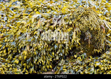 Spiral o Spiral Wrack (fucus spiralis), anche Twisted Wrack, primo piano di una massa di alga marina o alghe che ricoprono una roccia sulla spiaggia. Foto Stock