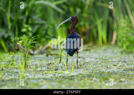 Vista posteriore lucida ibis (Plegadis falcinellus) con la testa girata su un lato in piedi nell'acqua nel complesso lagunare del Delta del Danubio Foto Stock