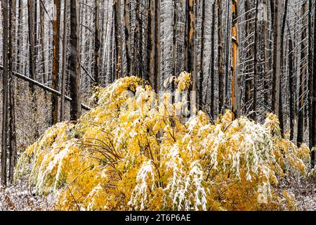 La prima nevicata della stagione nelle altitudini più elevate del Waterton Lakes National Park, Alberta, Canada. Foto Stock