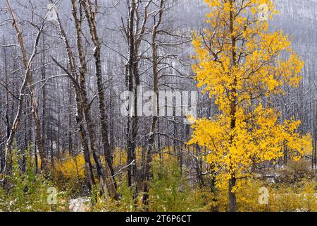 La prima nevicata della stagione nelle altitudini più elevate del Waterton Lakes National Park, Alberta, Canada. Foto Stock